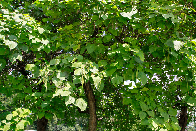 Catalpa, Albero dei sigari