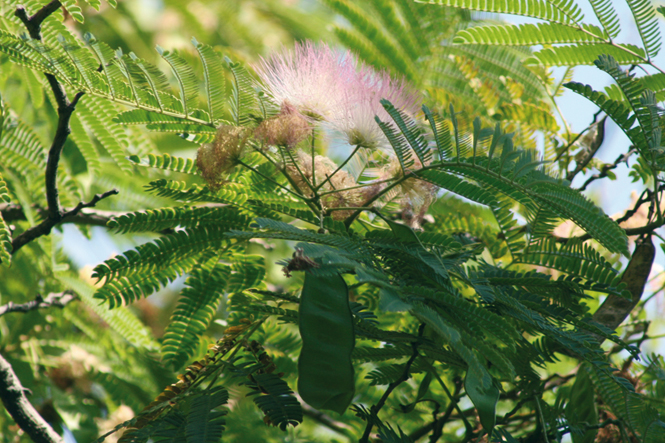 Albizia, Acacia di Costantinopoli