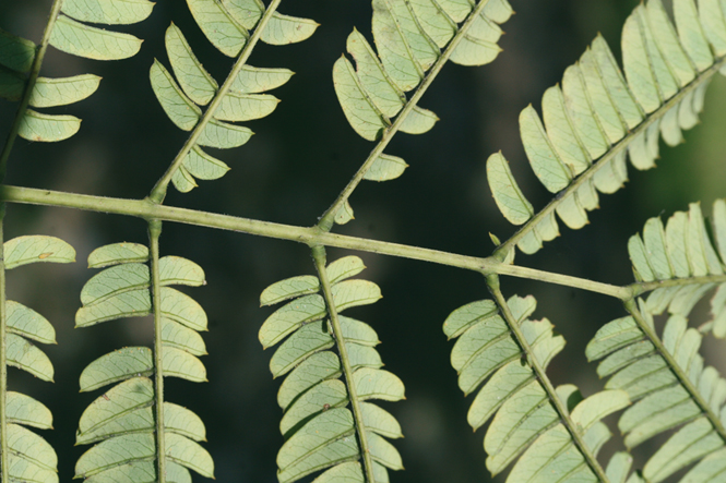 Albizia, Acacia di Costantinopoli