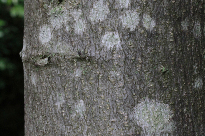 Albizia, Acacia di Costantinopoli