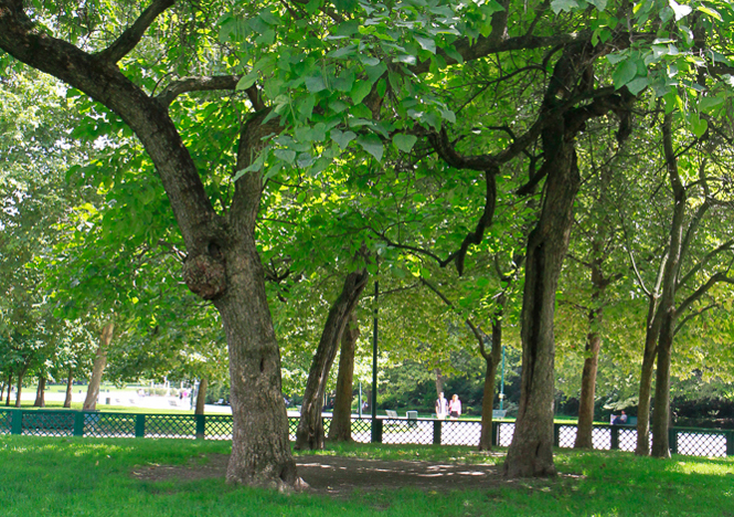 Catalpa, Albero dei sigari