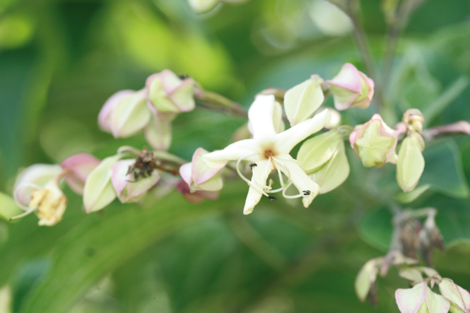Clerodendro